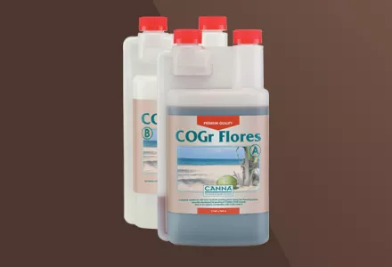 CANNA COGr Flores